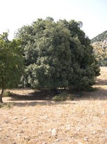 Quercus