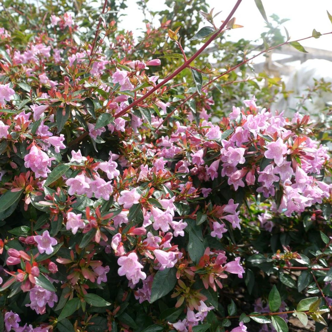 Abelia edward goucher