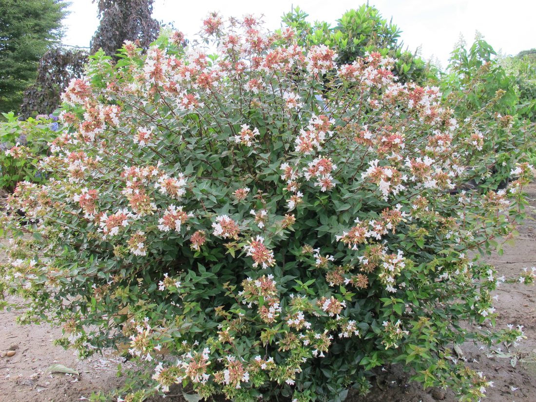 Abelia grandiflora