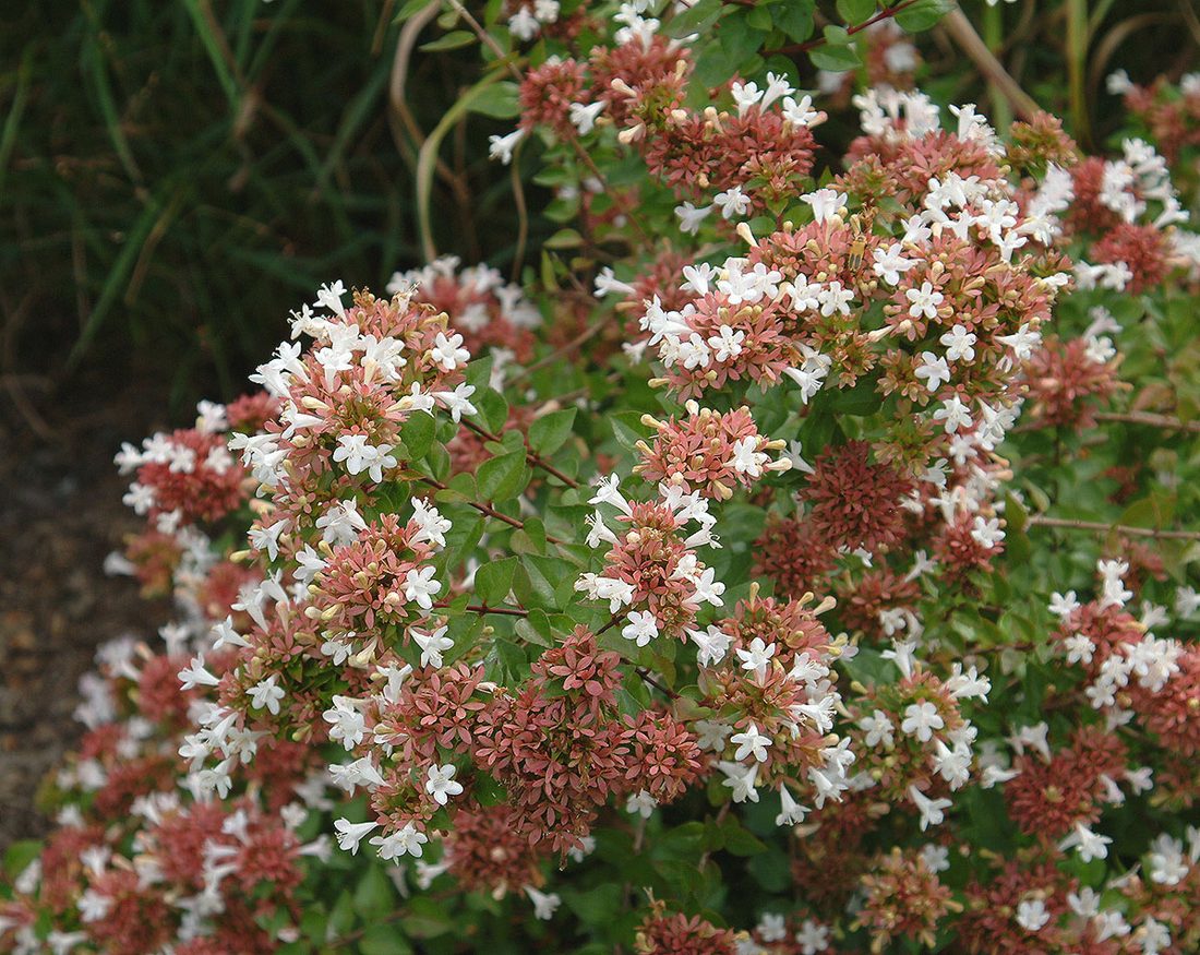 Abelia rupestris