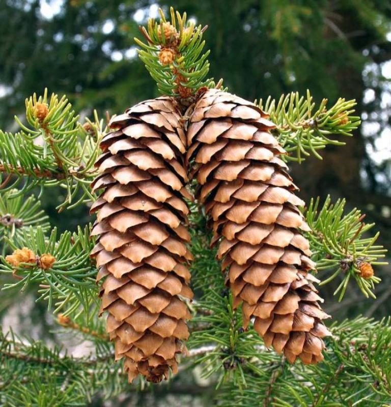 Abies excelsia (Abete)
