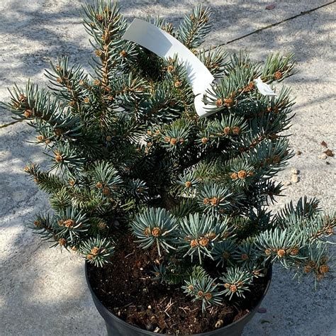 Abies kosteriana (Abete)