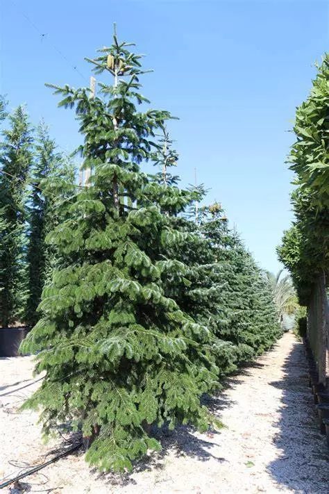 Abies normandiana (Abete)