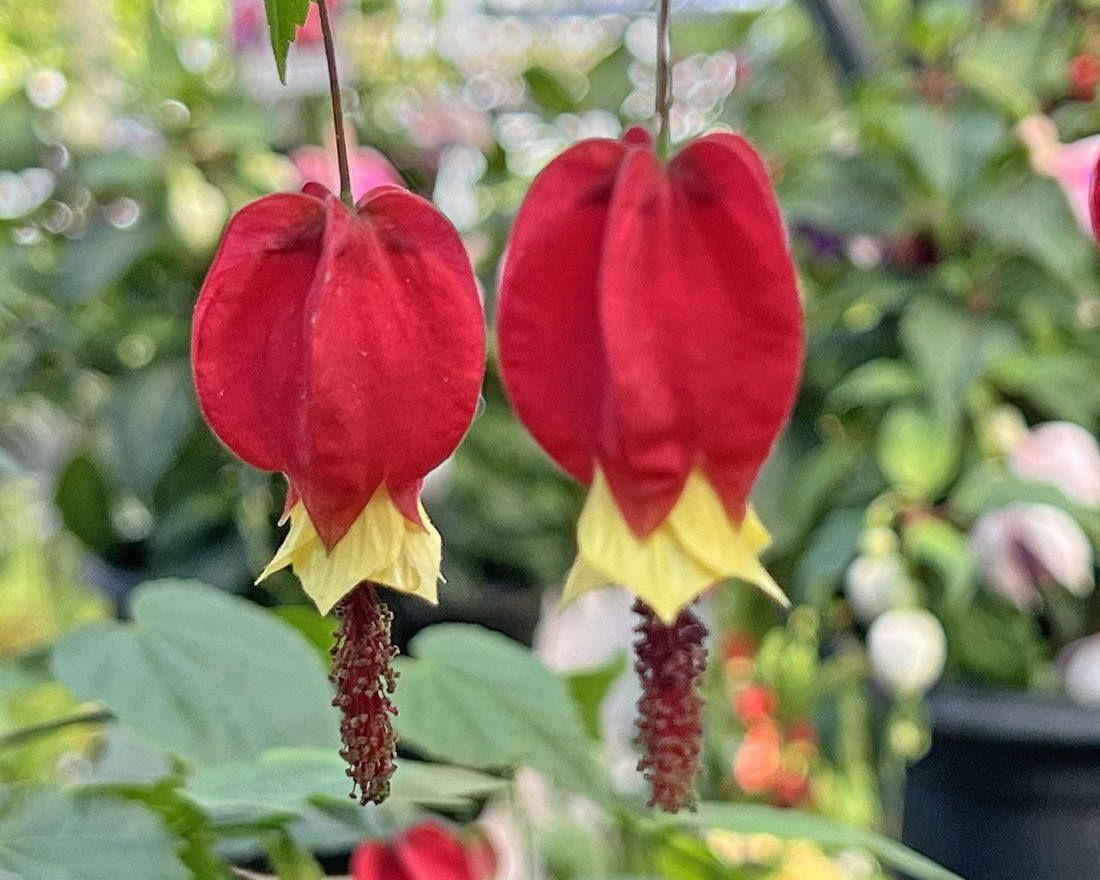 Abutilon megapotamicum (Abete)