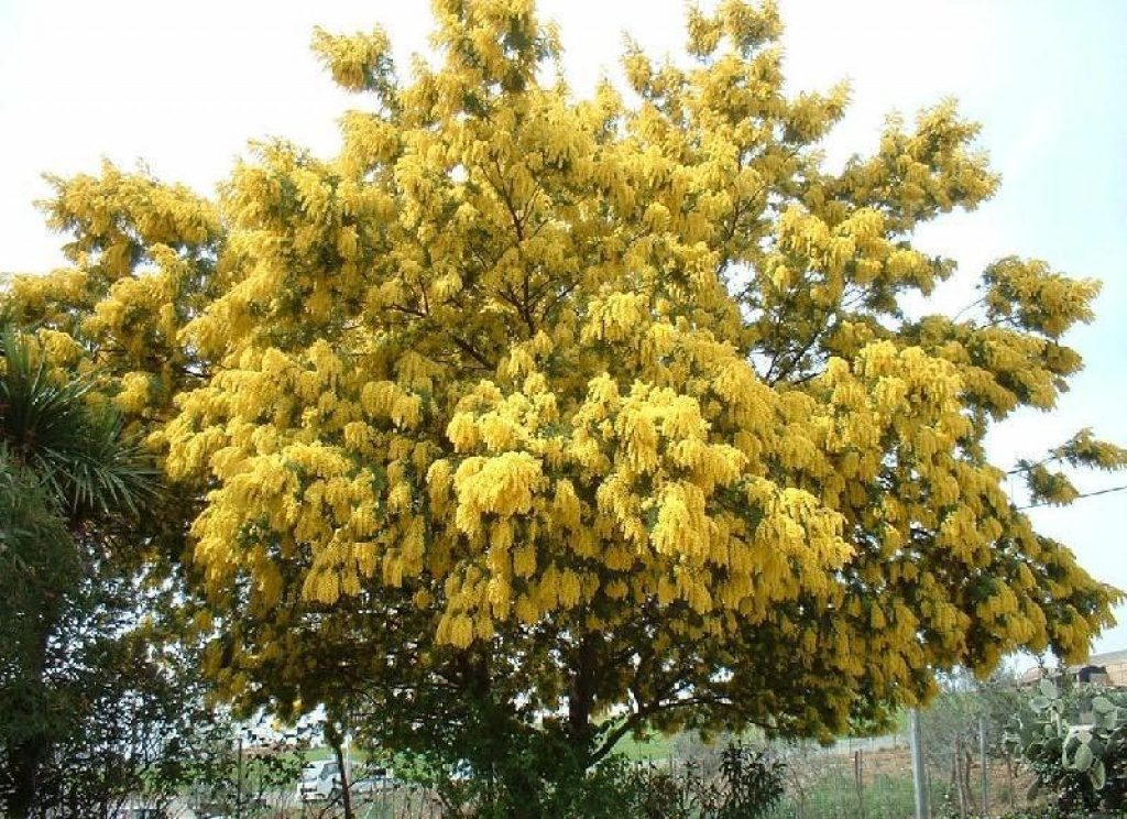 Acacia dealbata (innesto) (Mimosa)