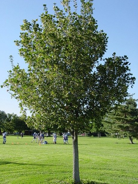 Acer campestre (Acero)