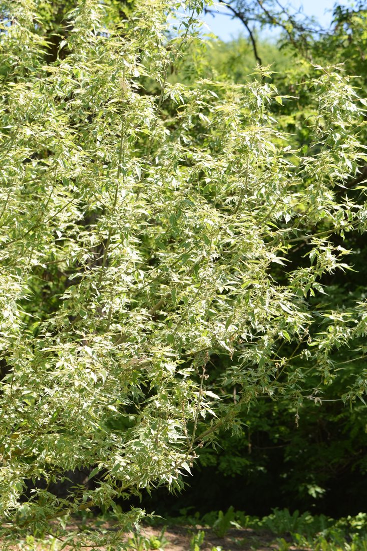 Acer negundo variegato (Acero)