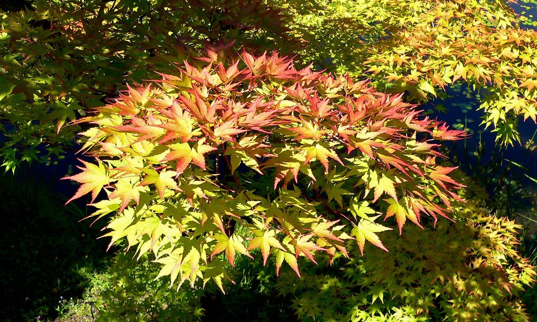 Acer palmatum (Acero)