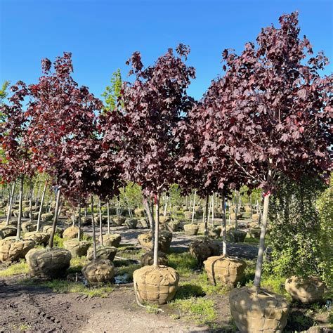 Acer plat. crimson king (Acero)