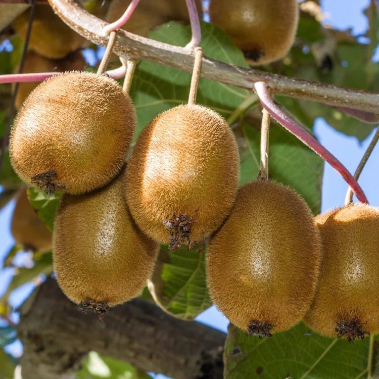 Actinidia hayward (Kiwi)