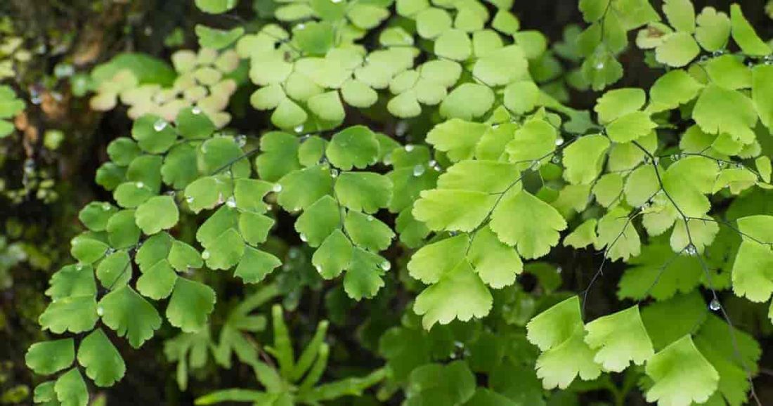 Adiantum raddianum (Capelvenere)