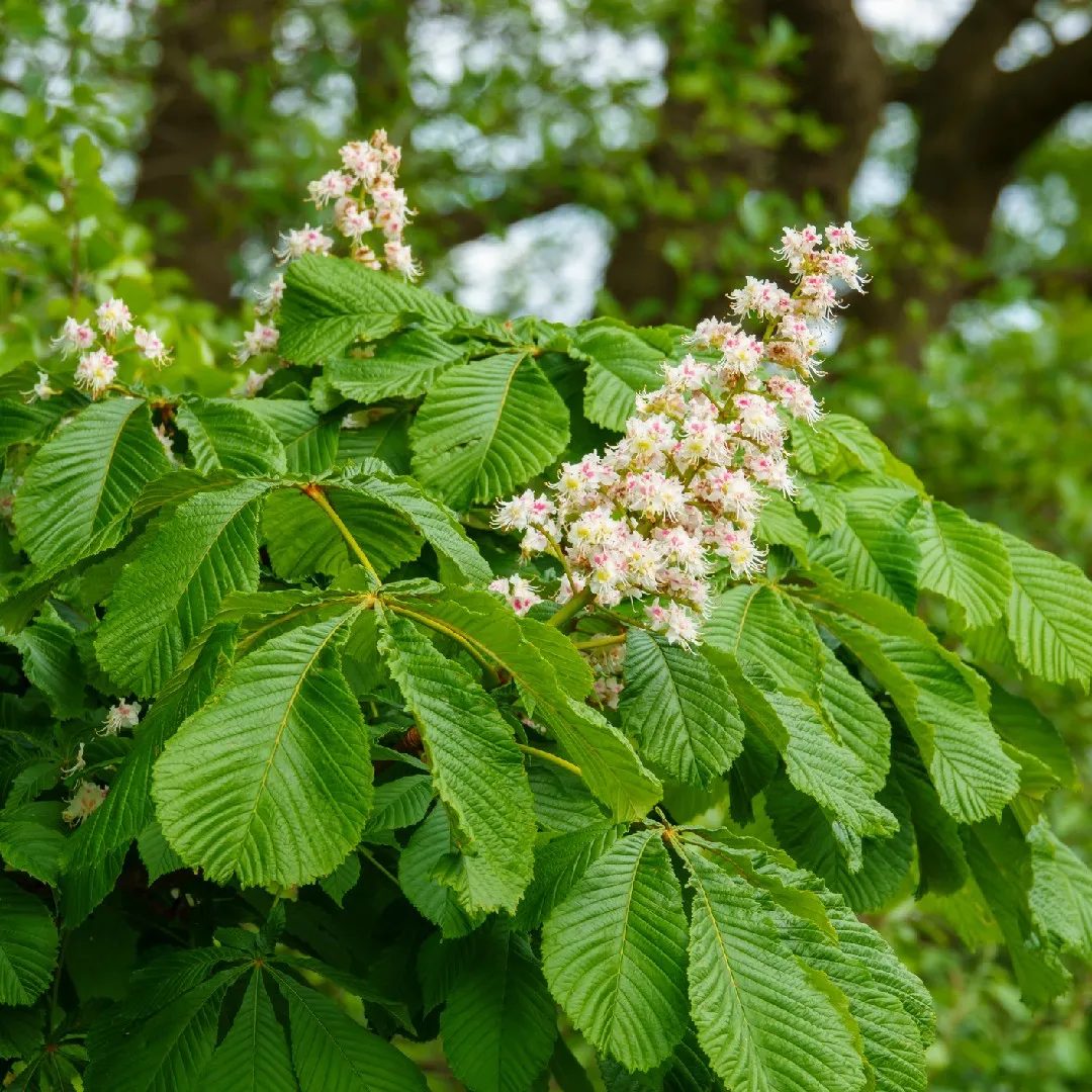 Aesuclus hippocastanum (Ippocastano)