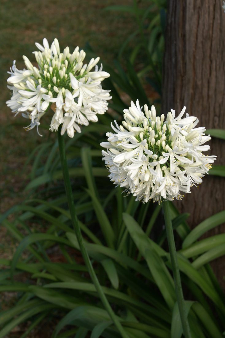 Agapantus africanus alba (Agapanto)