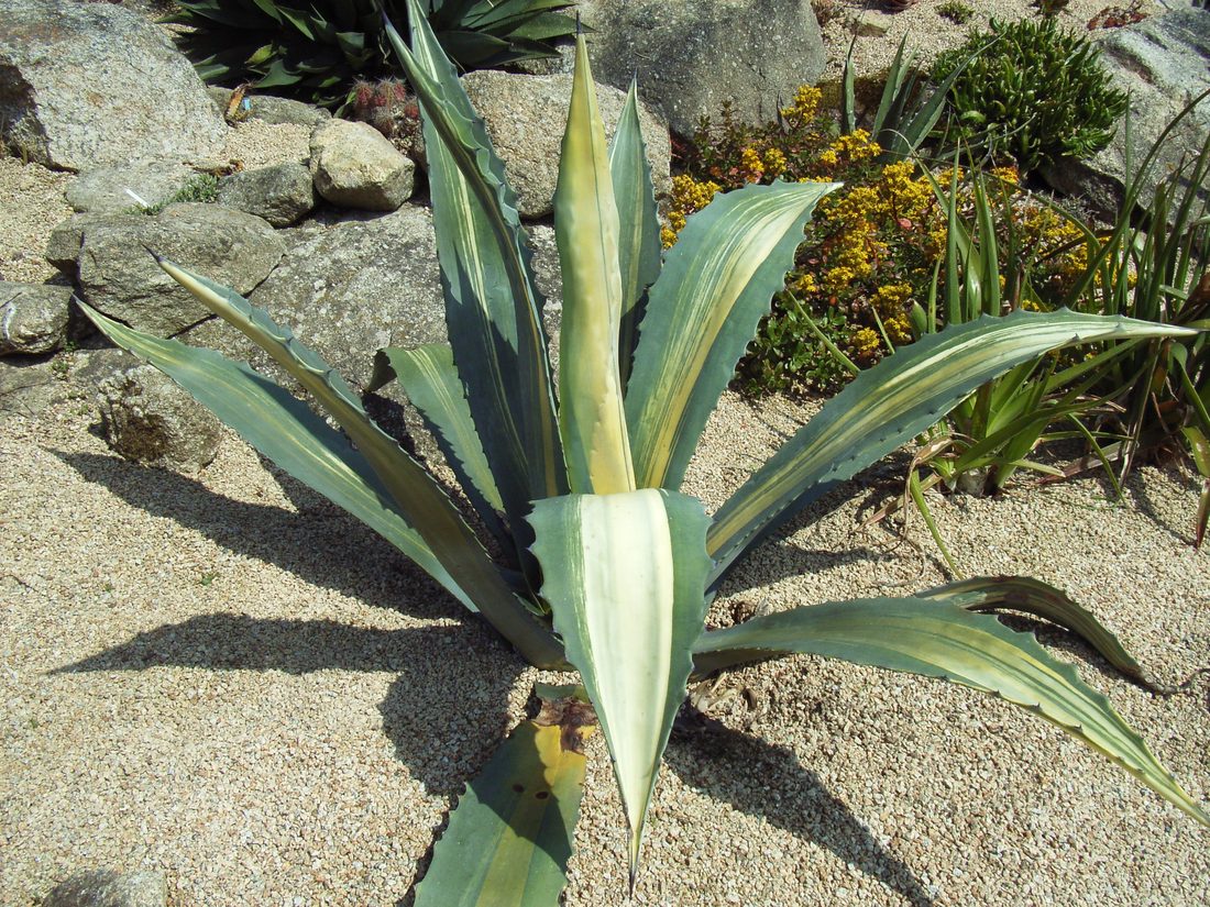 Agave americana variegata