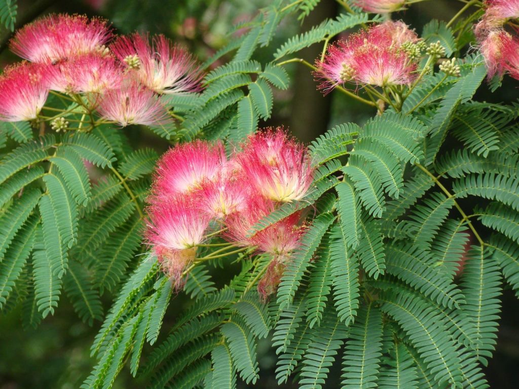Albizia julibrissin (Acacia)