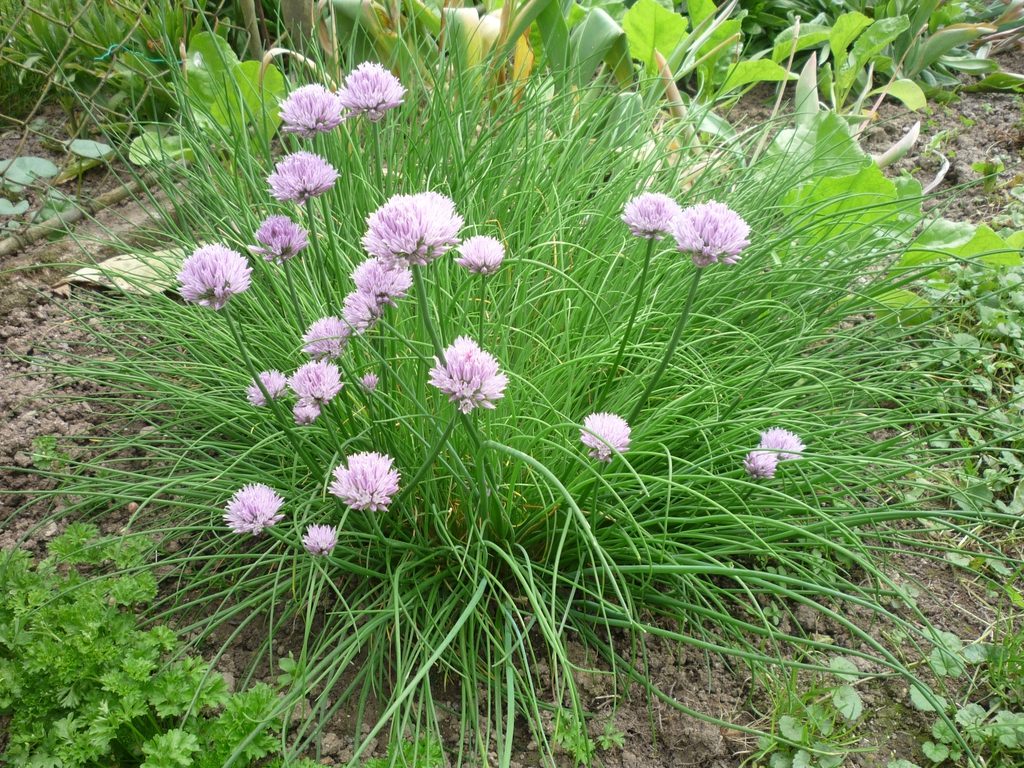 Allium shoenoprasum (Erba Cipollina)