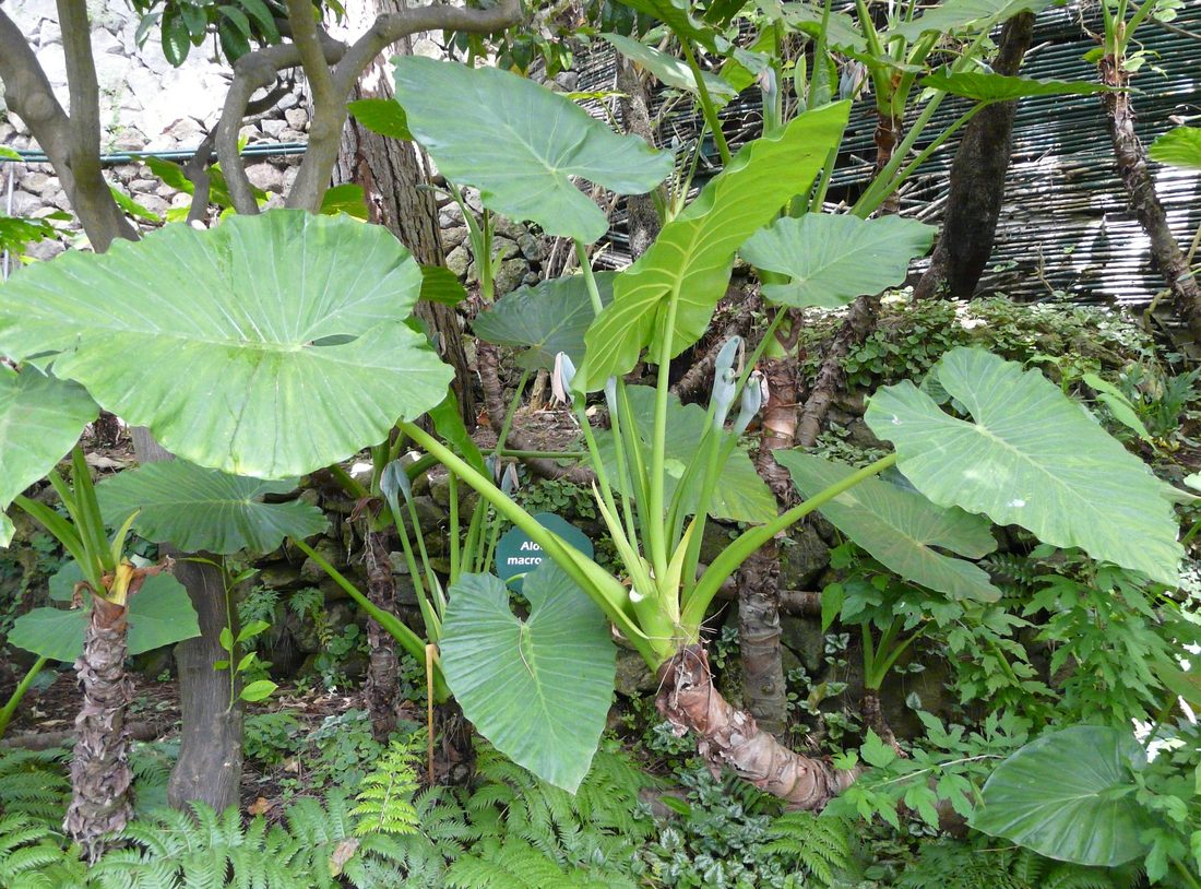 Alocasia macrorrhizia (Erba Cipollina)