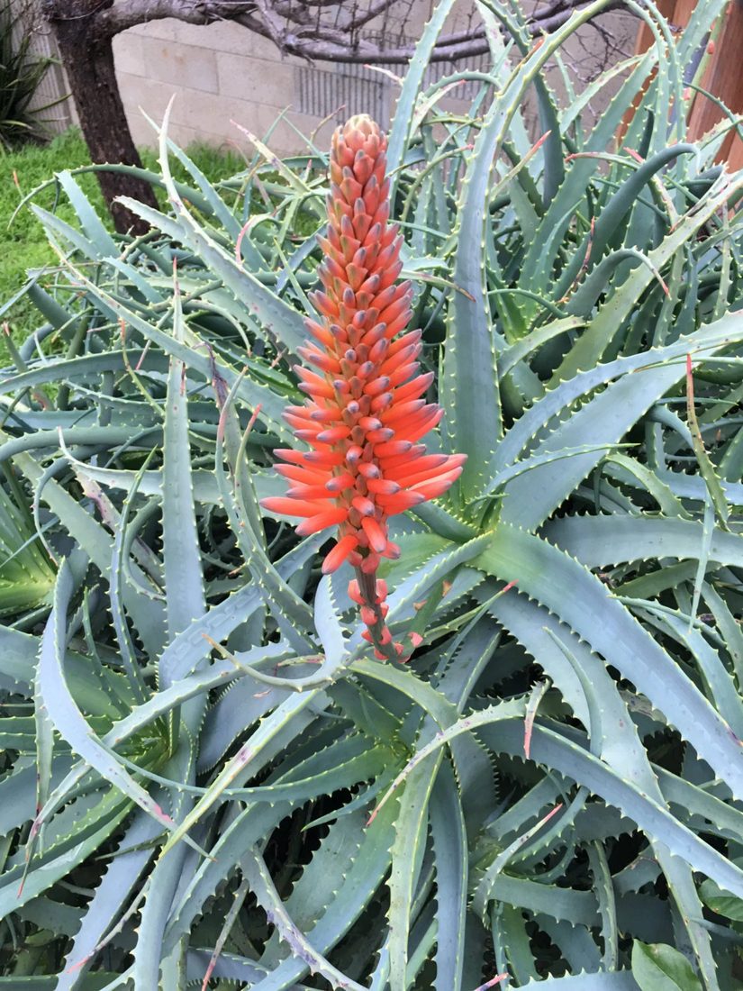Aloe arborescens (Erba Cipollina)