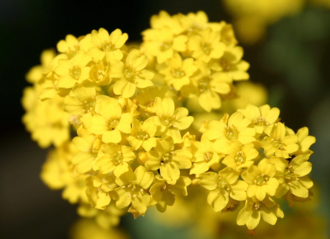 Alyssum saxatile (Alisso)