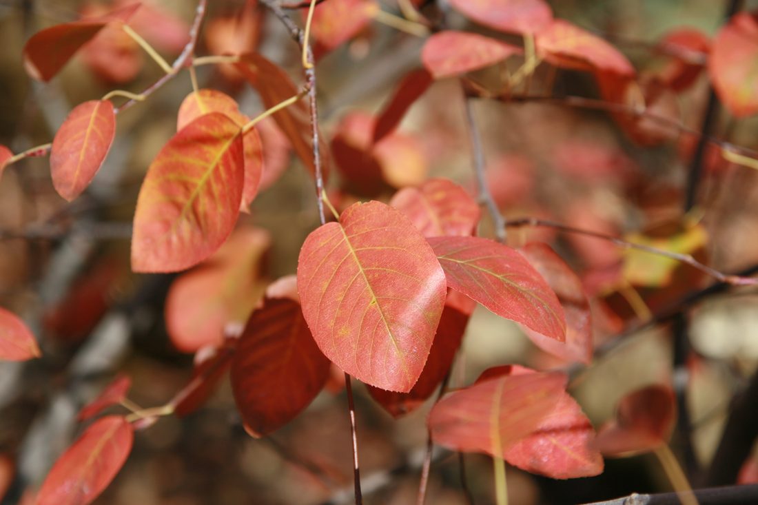 Amelanchier canadensis (Alisso)