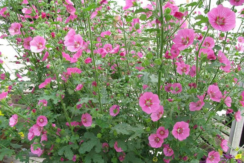 Anisodontea capensis (Vite Americana)