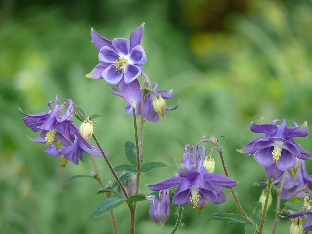 Aquilegia vulgaris (Vite Americana)