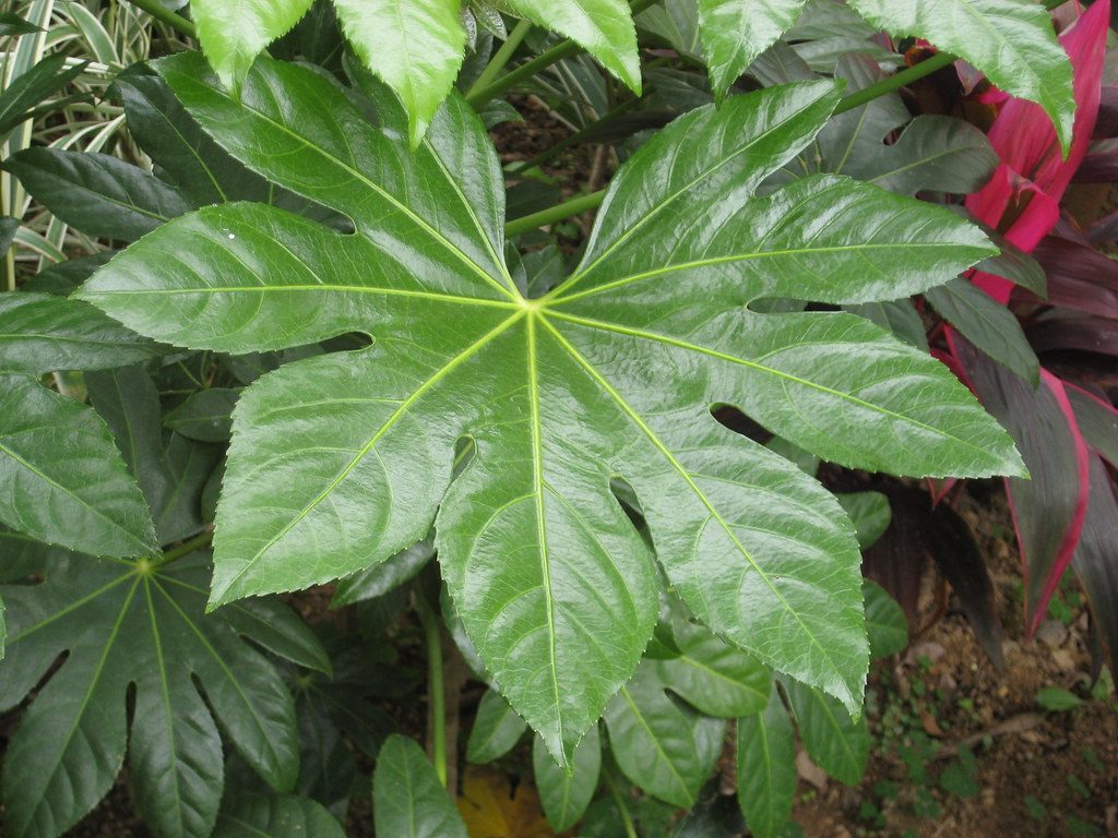 Aralia sieboldii (Vite Americana)
