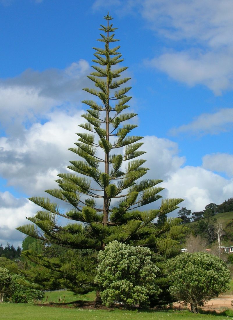 Araucaria excelsa (Vite Americana)