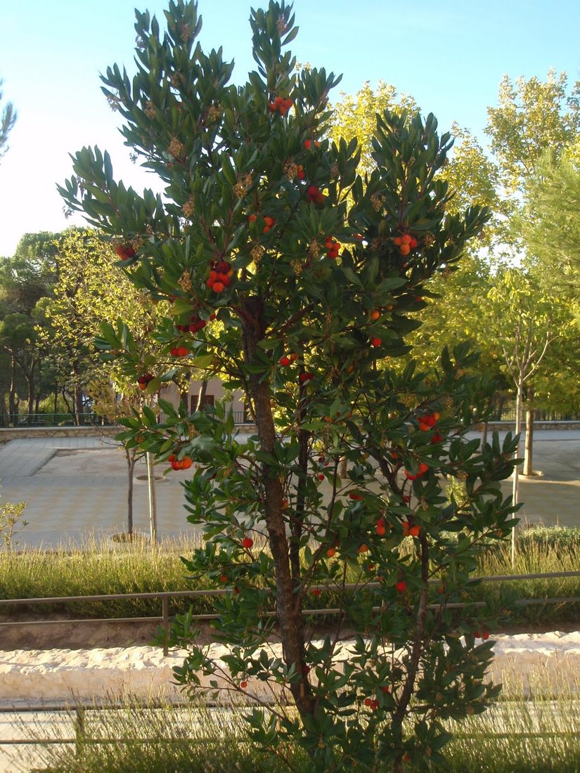 Arbutus unedo compacta (Corbezzolo)