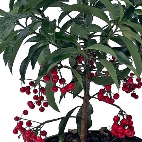 Ardisia crispa (Corbezzolo)