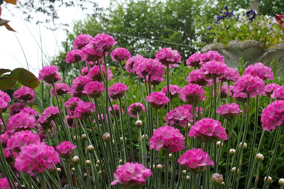 Armeria marittima (Corbezzolo)