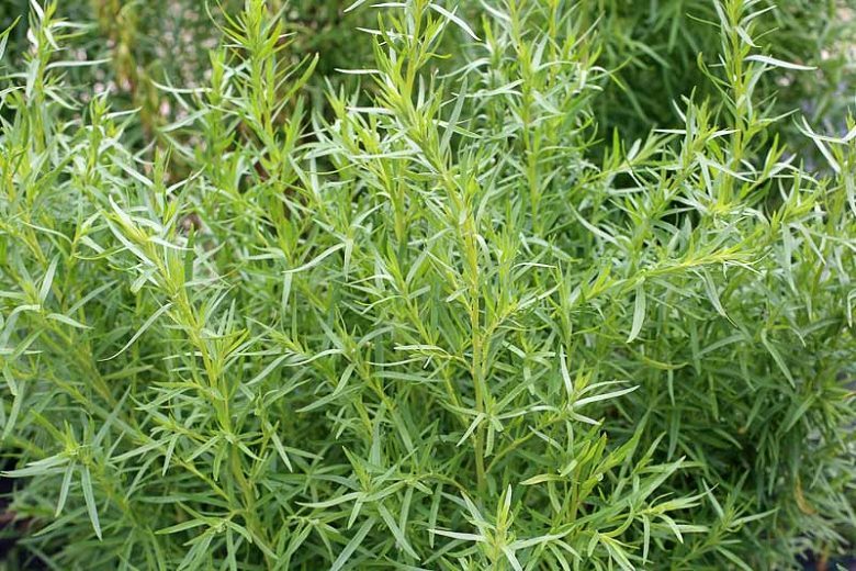 Artemisia dracunculus (Dragoncello)