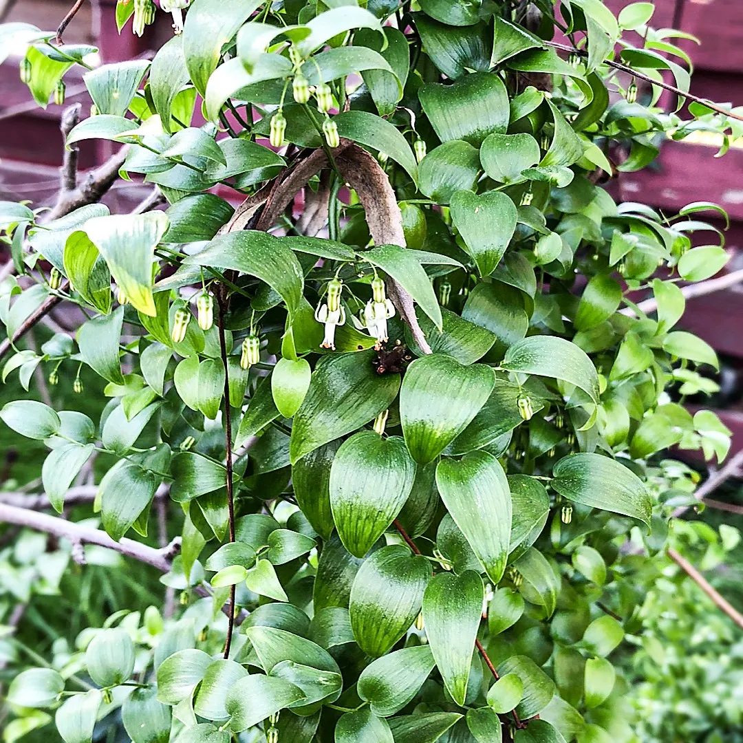 Asparagus asparagoides (Asparago Asparagina)