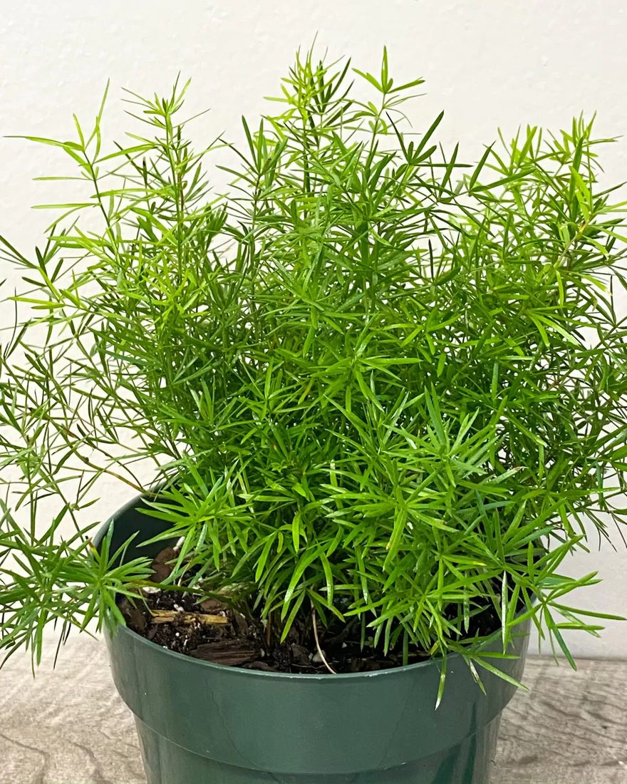 Asparagus sprengeri (Asparago Asparagina)