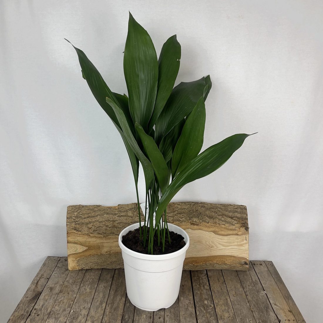 Aspidistra elatior (Asparago Asparagina)