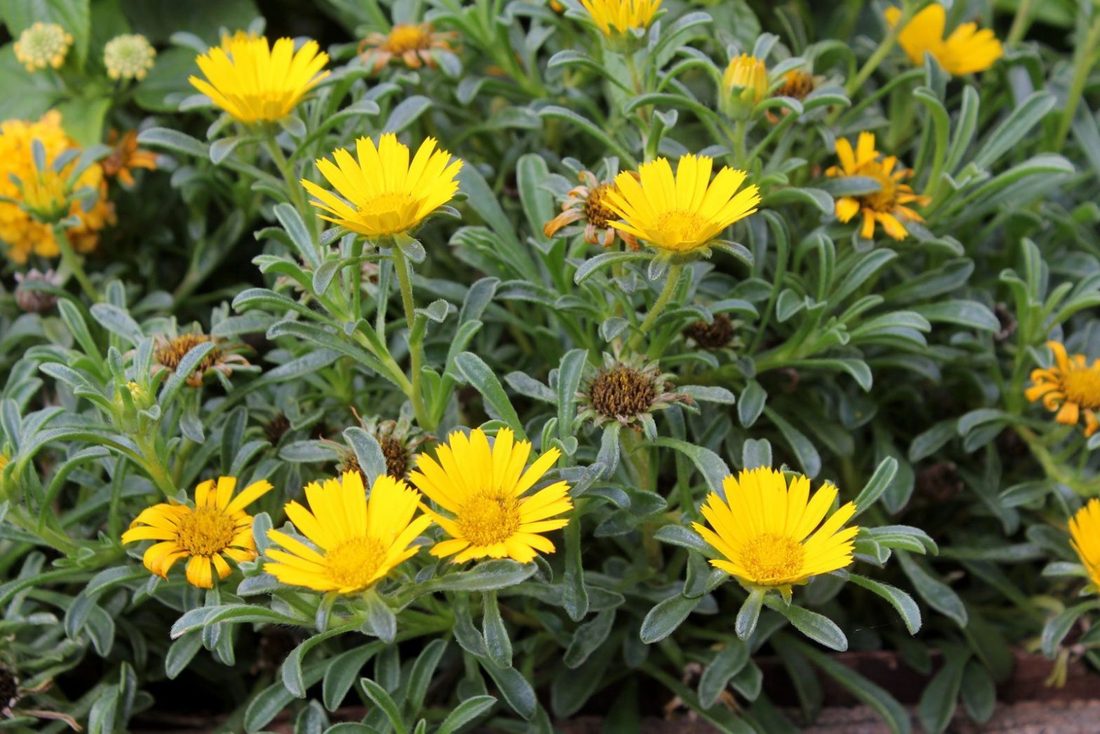 Asteriscus maritimus (Asterisco)