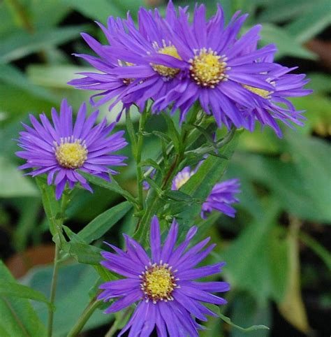 Aster novi - belgii (Settembrina)