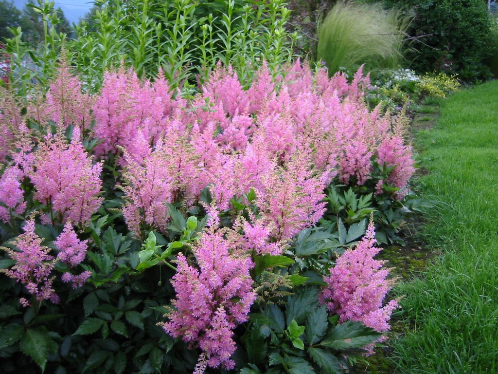 Astilbe chinensis