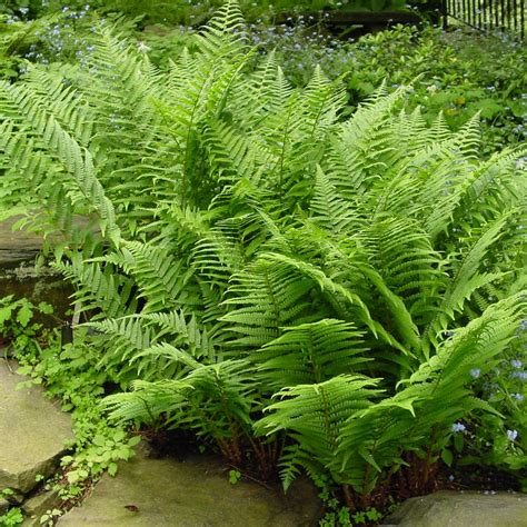 Athyrium flix - femina (Felce)