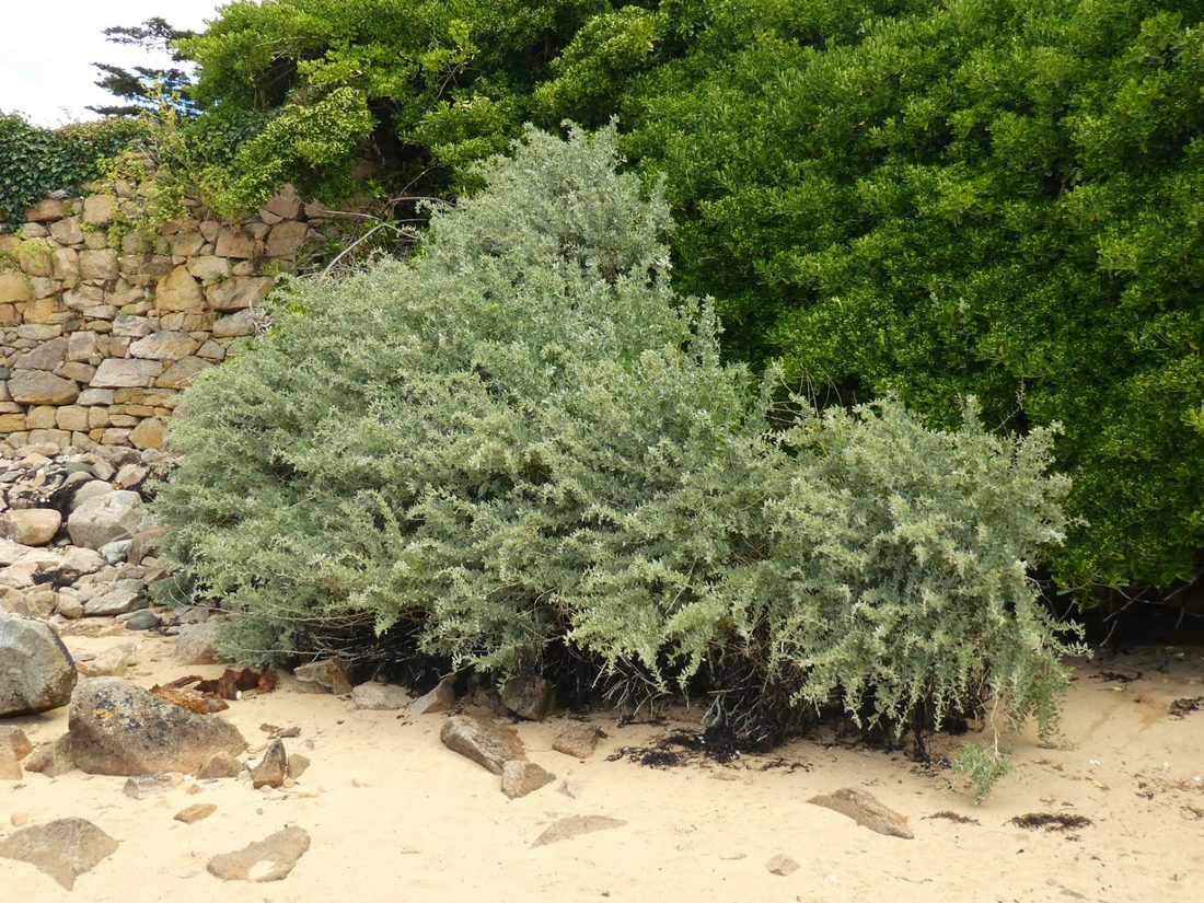Atriplex halimus