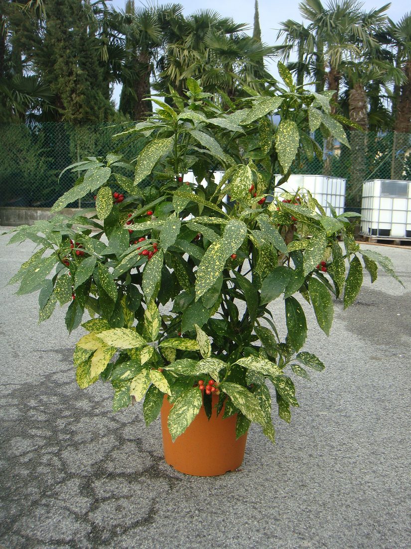 Aucuba japonica crotonifolia