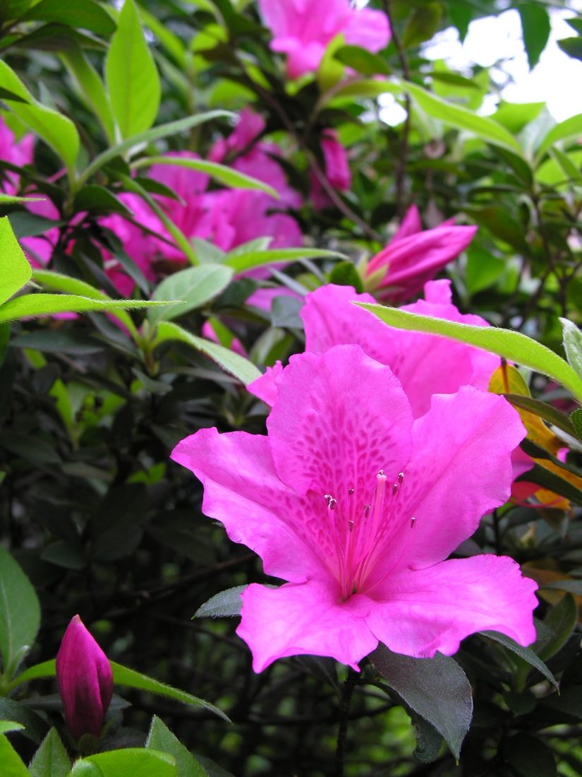 Azalea indica