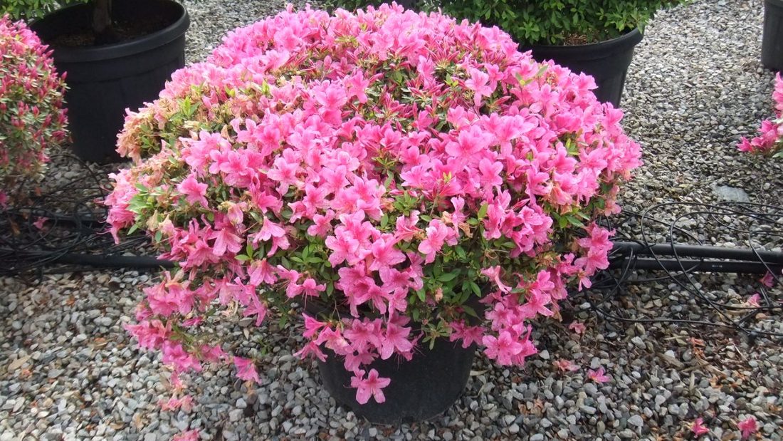 Azalea japonica