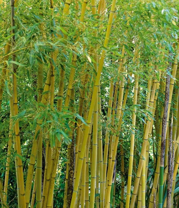Bamboo: Phyllostachys aurea (Bambu Bambù)