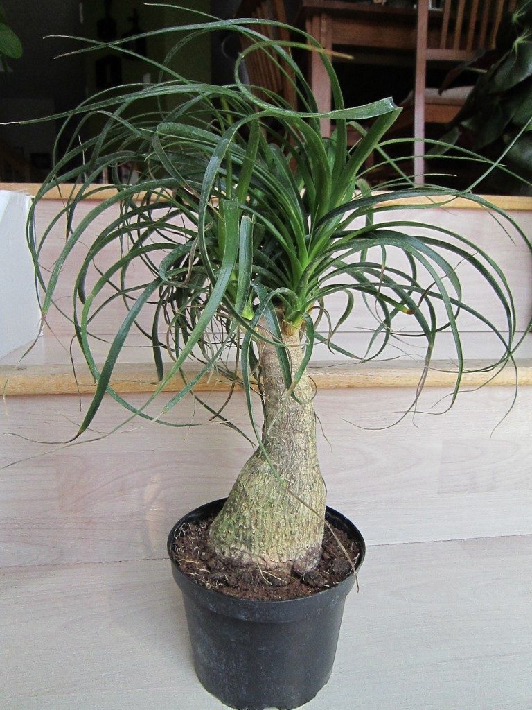 Beaucarnea (nolina) recurvata (Mangiafumo)