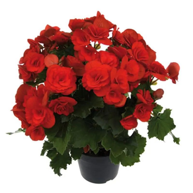 Begonia elatior