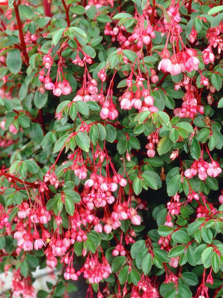 Begonia fuchsioides