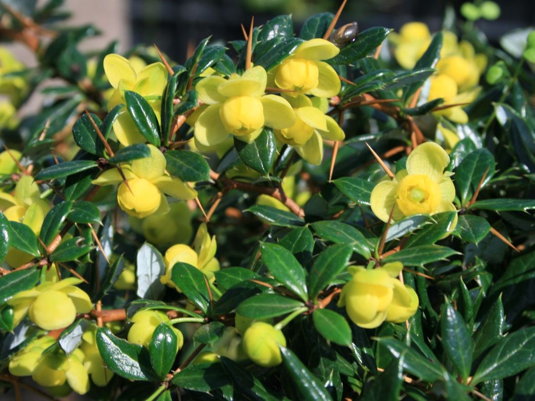 Berberis fricarktii amstelveen