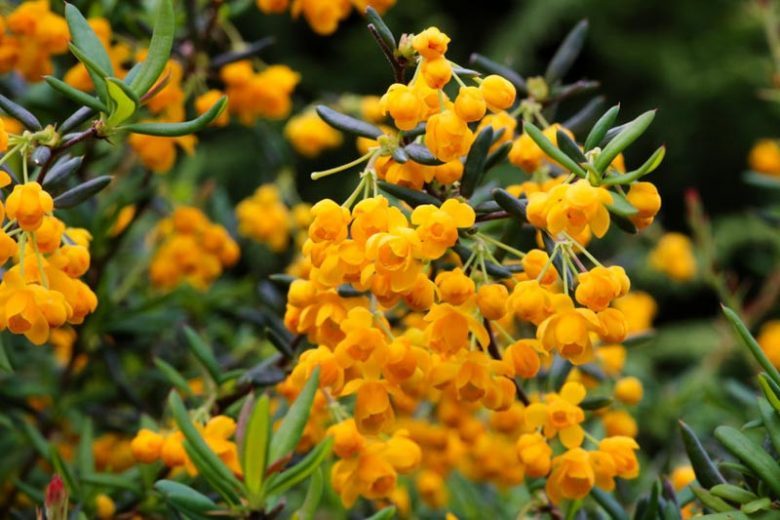 Berberis stenophylla