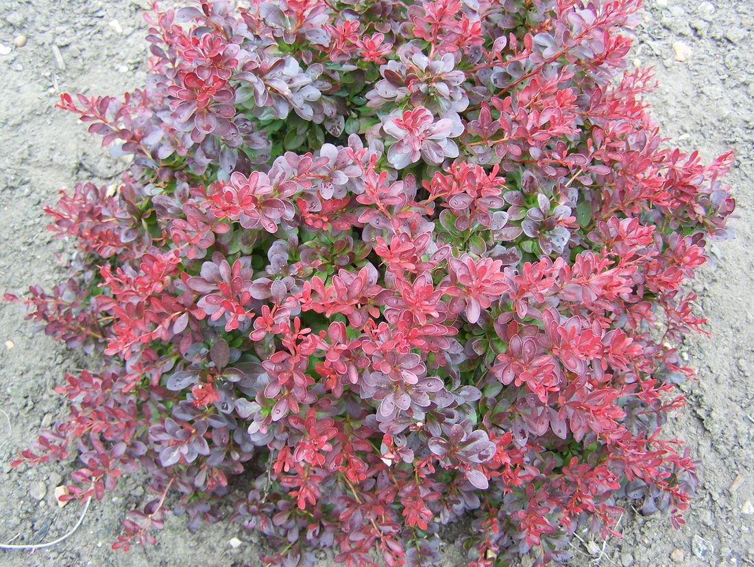 Berberis thumbergii atropurpurea
